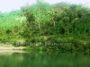 beautiful-jungle-in-bandarban